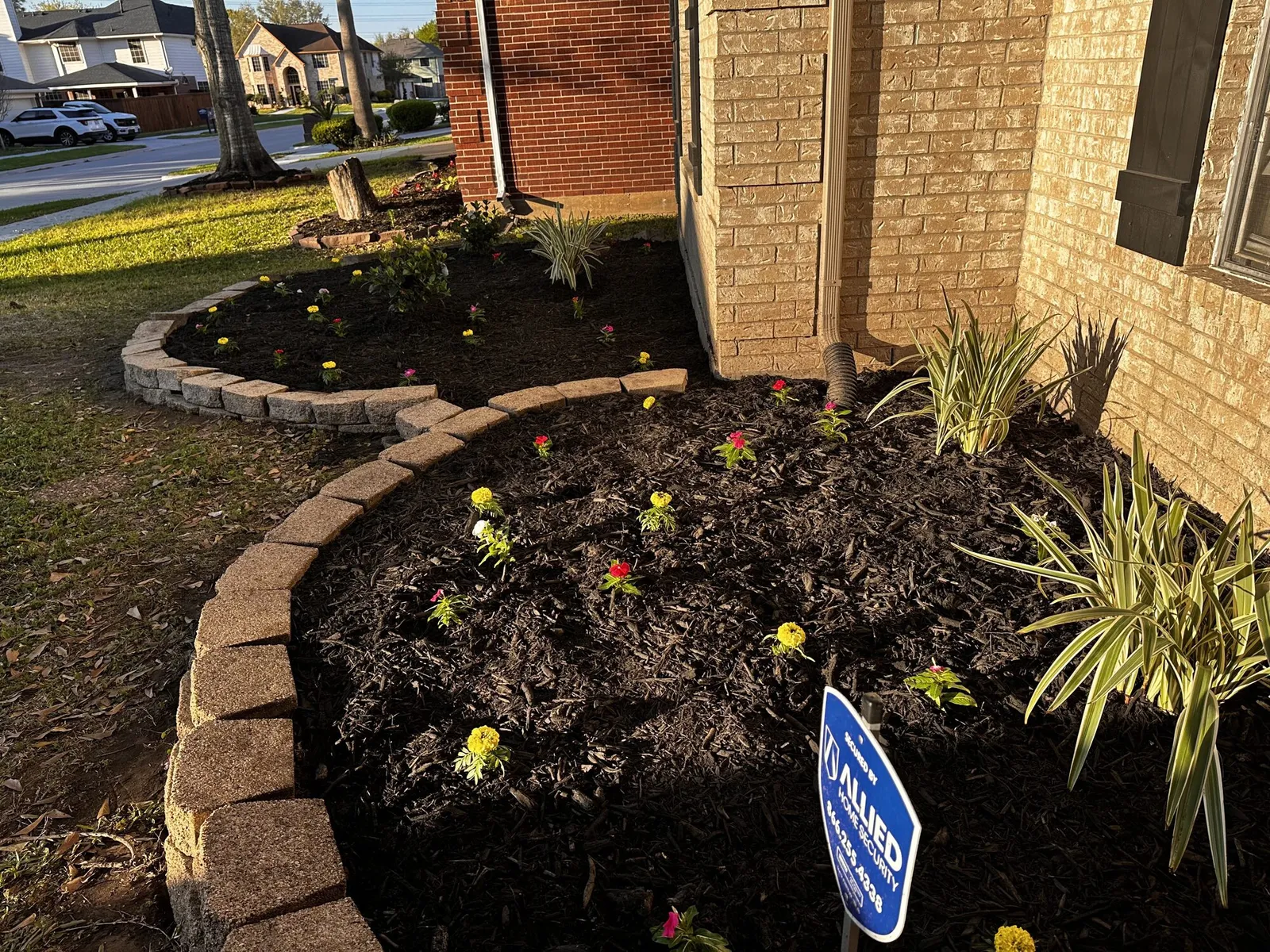 Curved bed with fresh mulch and yellow blooms